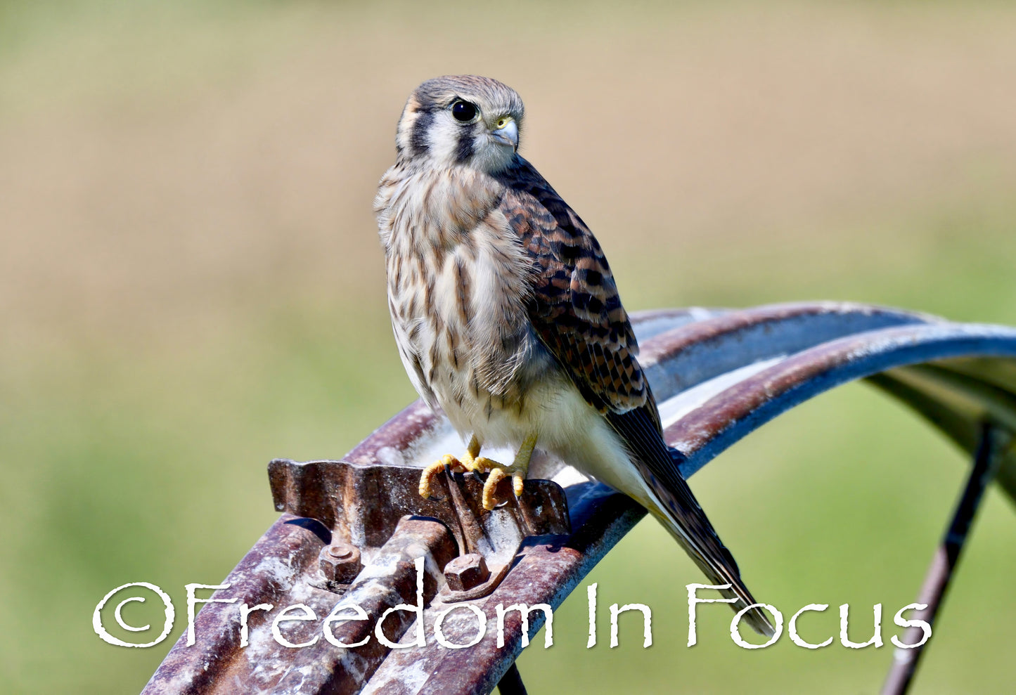Kestrel falcon sitting pretty