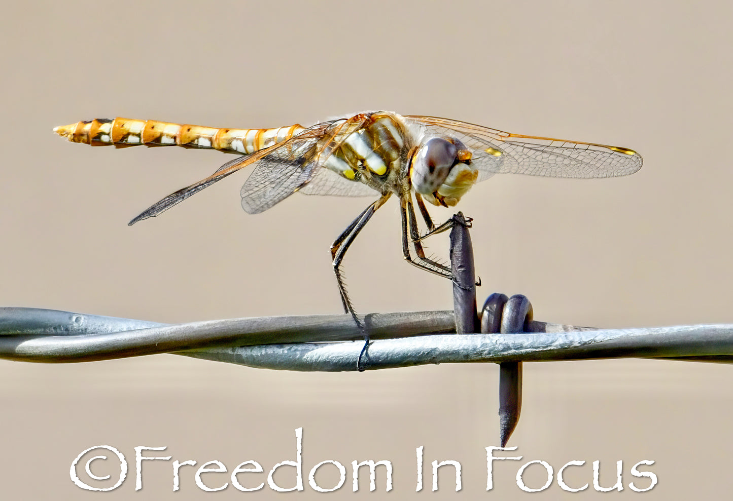 Dragon fly mending fence