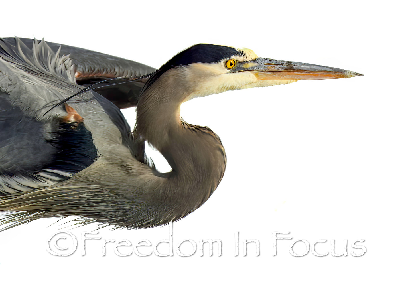 Great blue heron