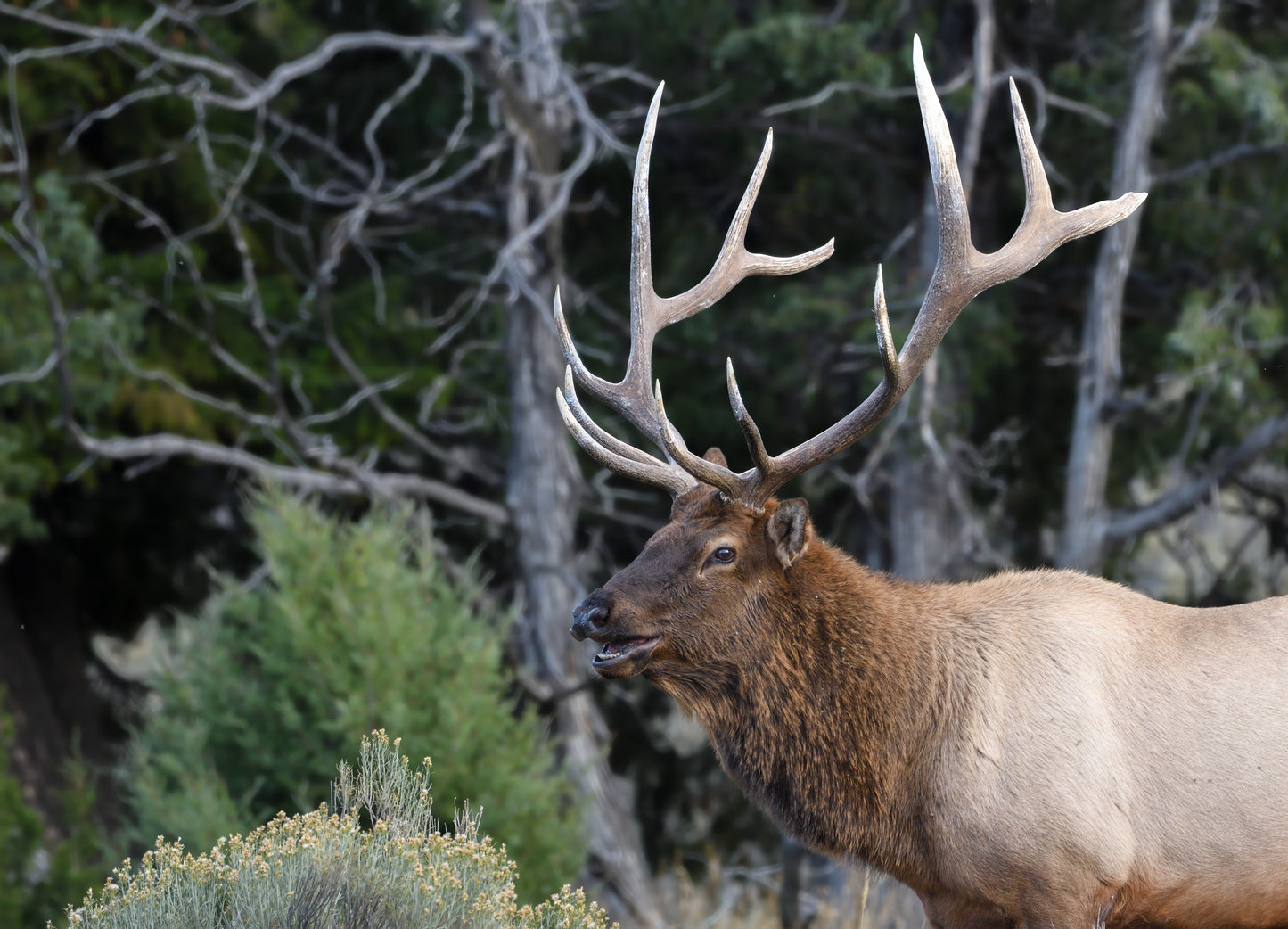 Enjoying the rut
