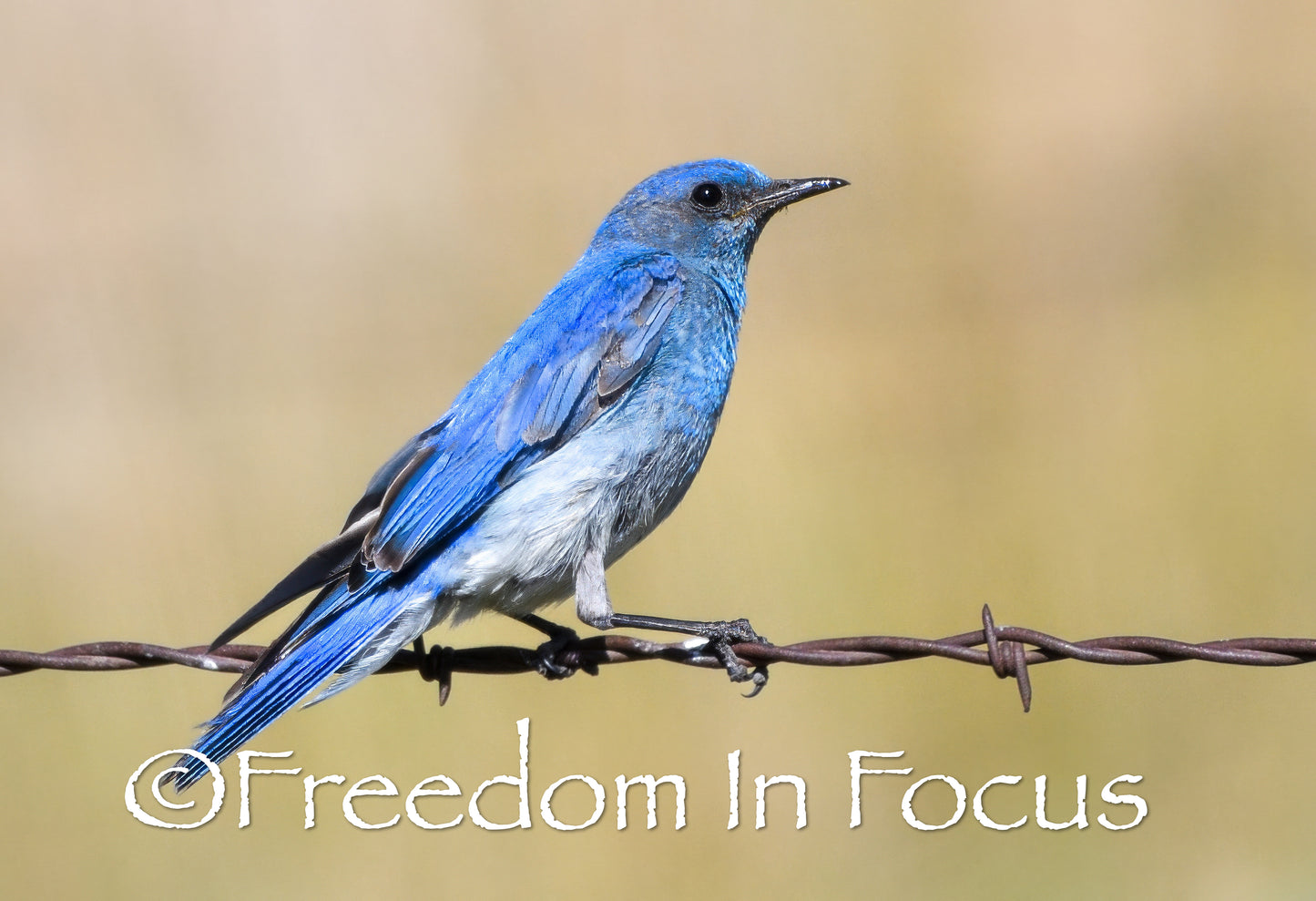 Blue bird barbed wire