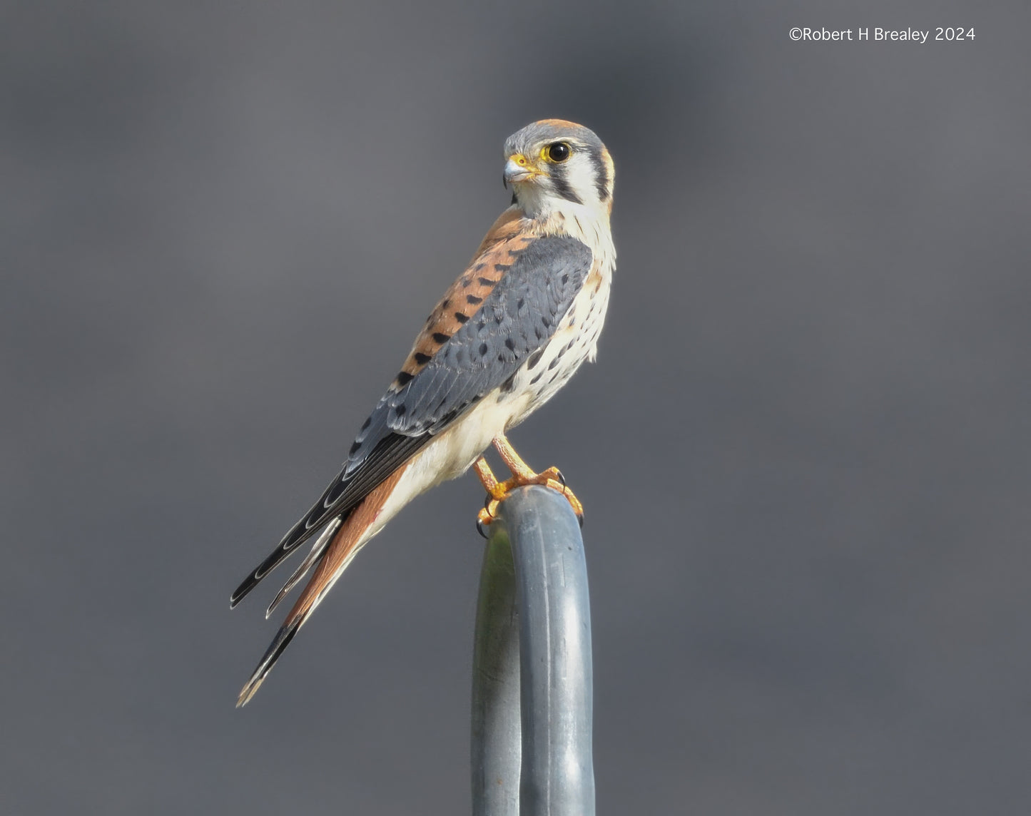 Kestrel Falcon evening hunt