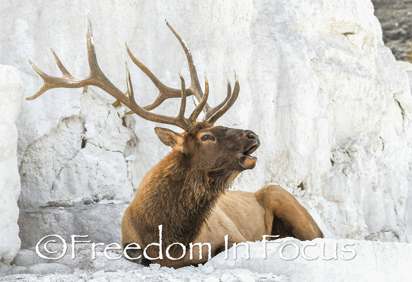 The King holding court