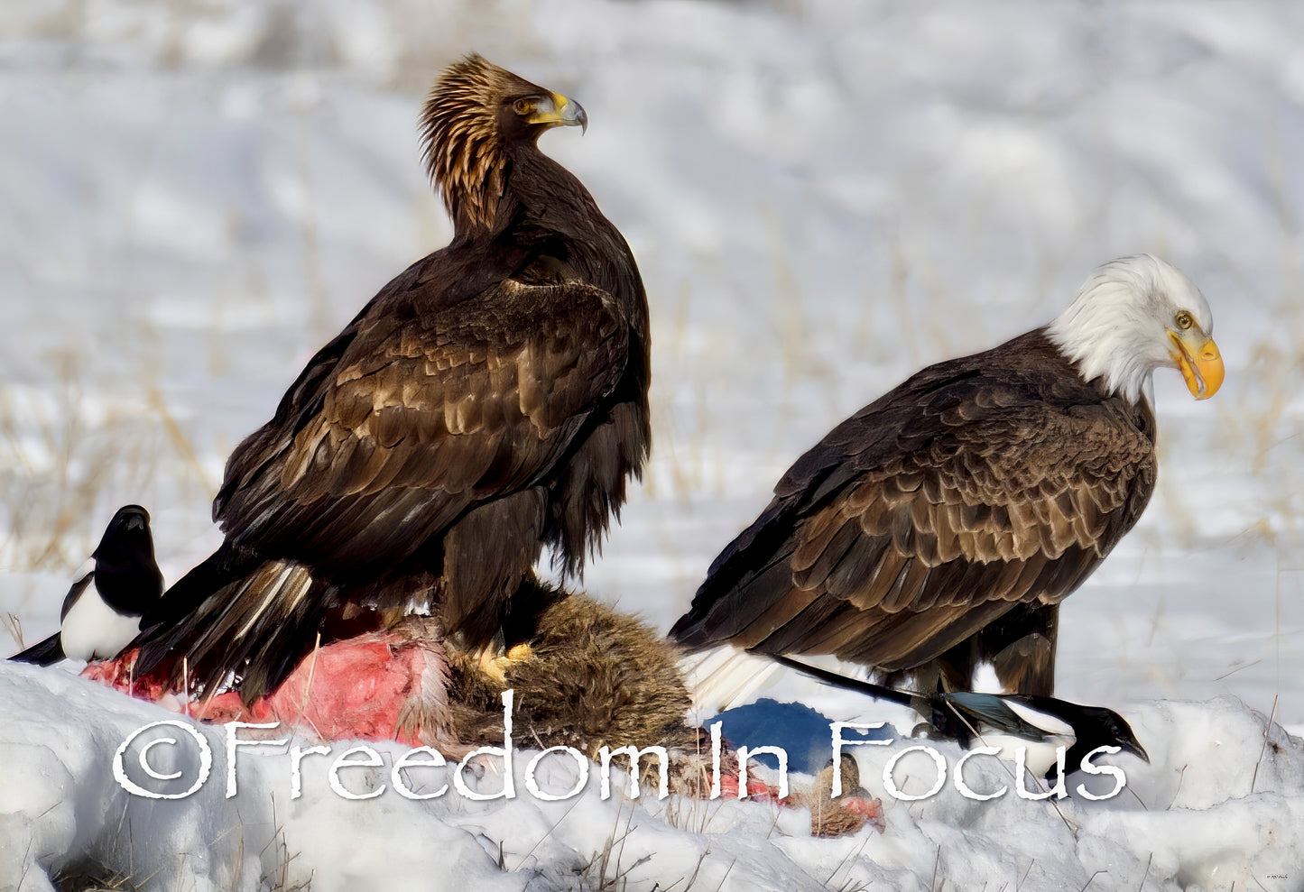 Kicked off the carcass