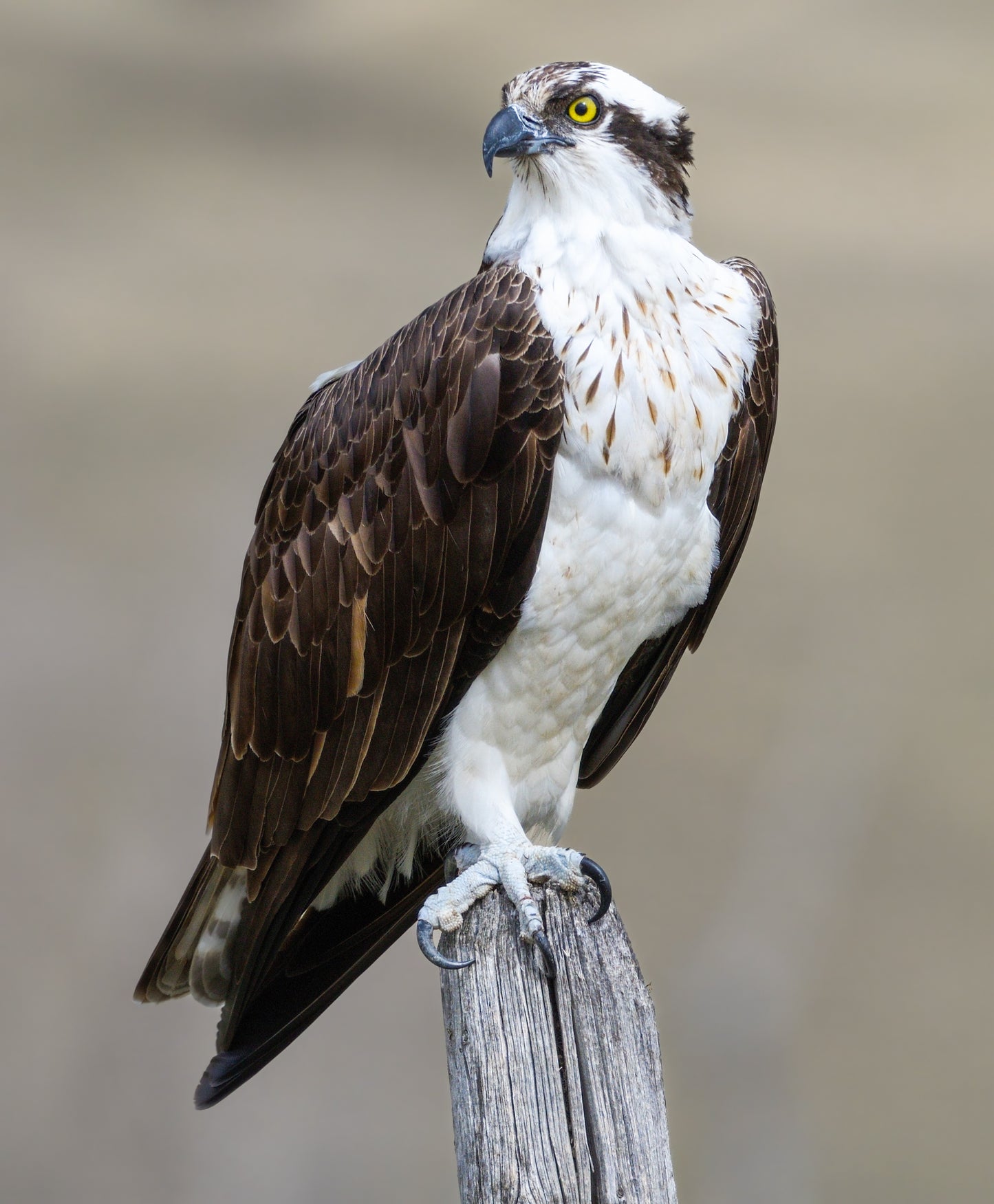 Osprey