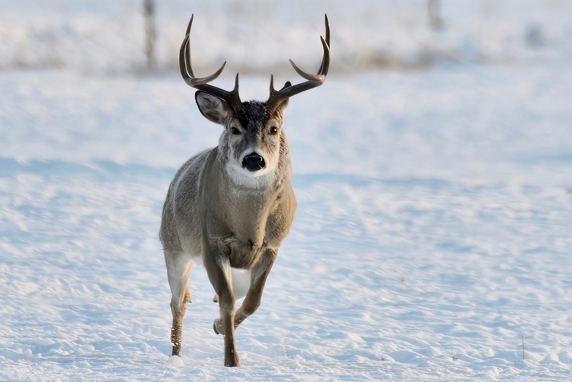Inbound Buck
