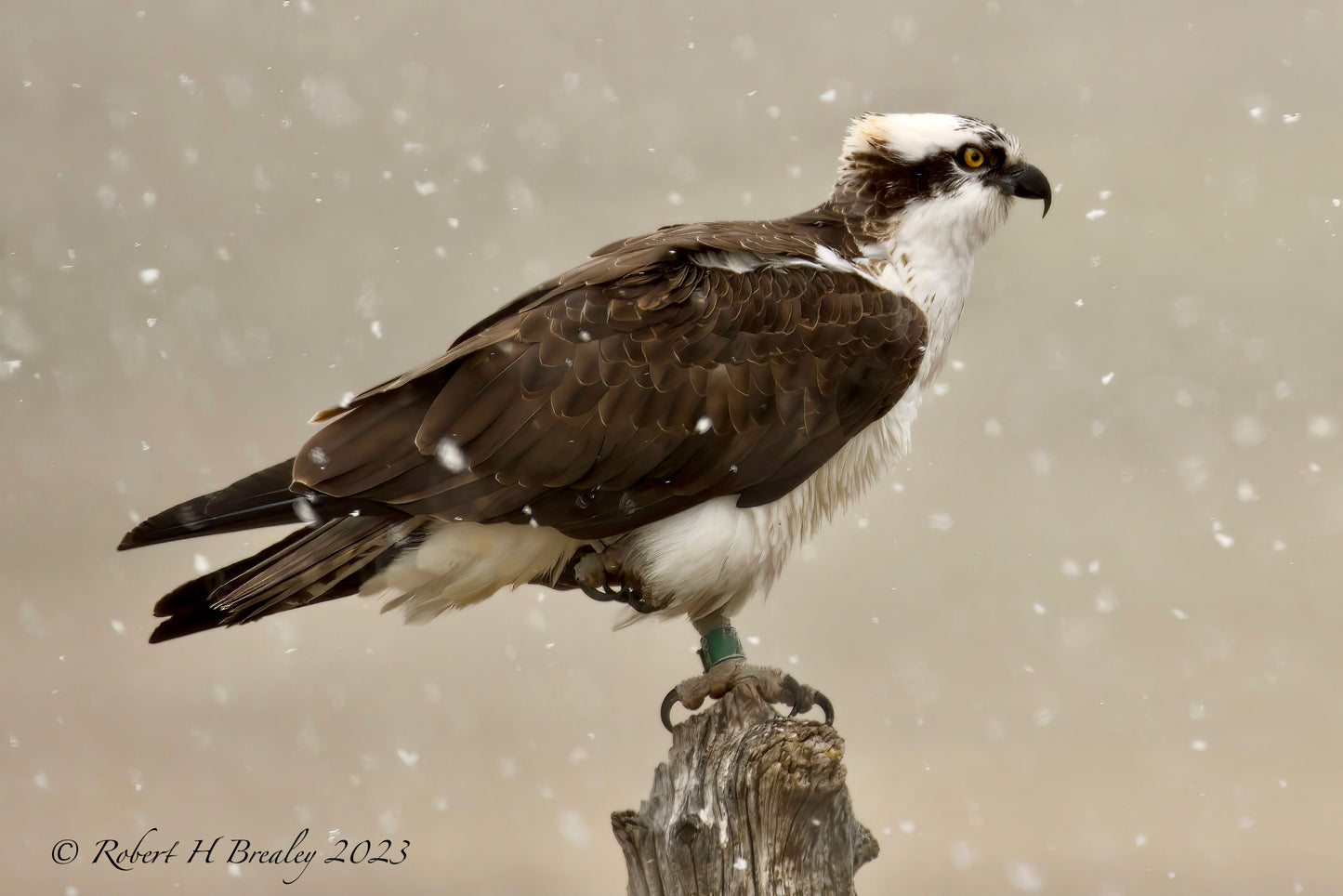 Spring snowstorm