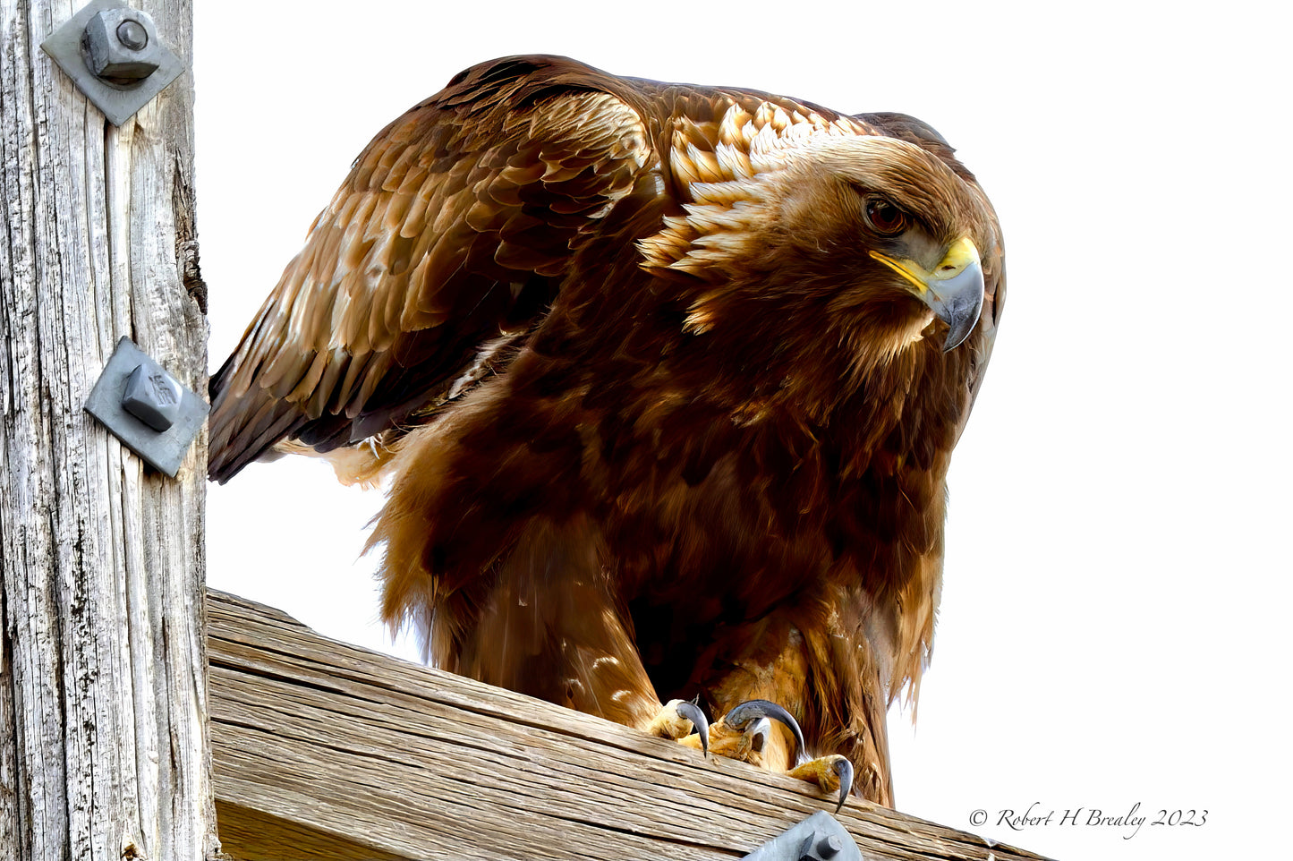 Golden Eagle ready pounce