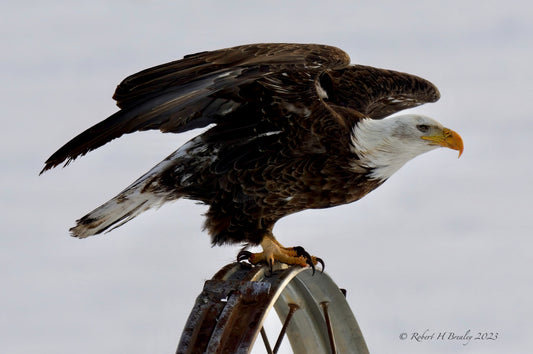 One eyed Bald eagle lift off