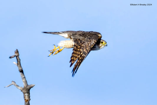 Prairie Falcon blasting off