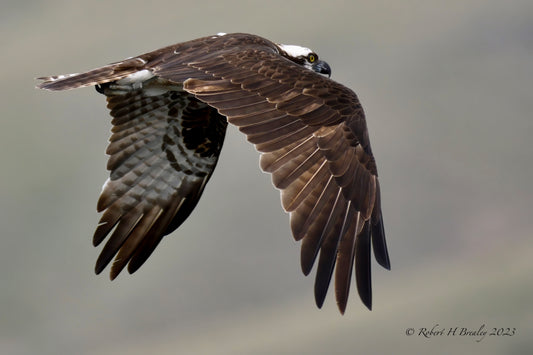 Ragnar in flight