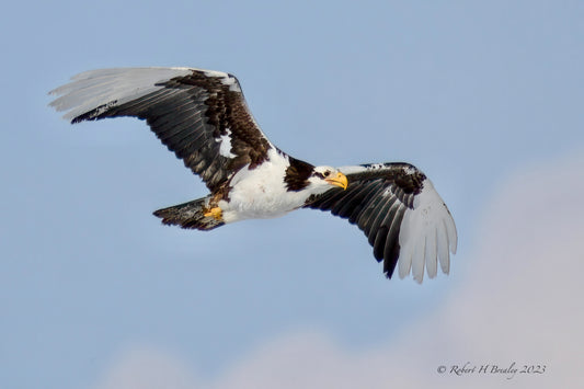 Rare Bird (Immature Bald eagle looks like a eagle osprey cross)