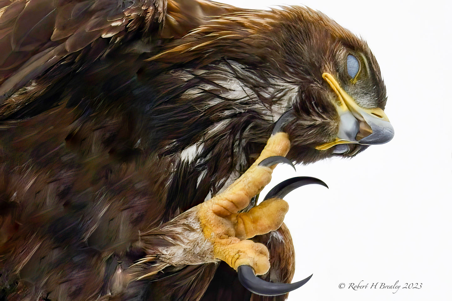 Golden Eagle Pondering