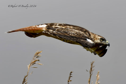 Red Tail hawk on the hunt