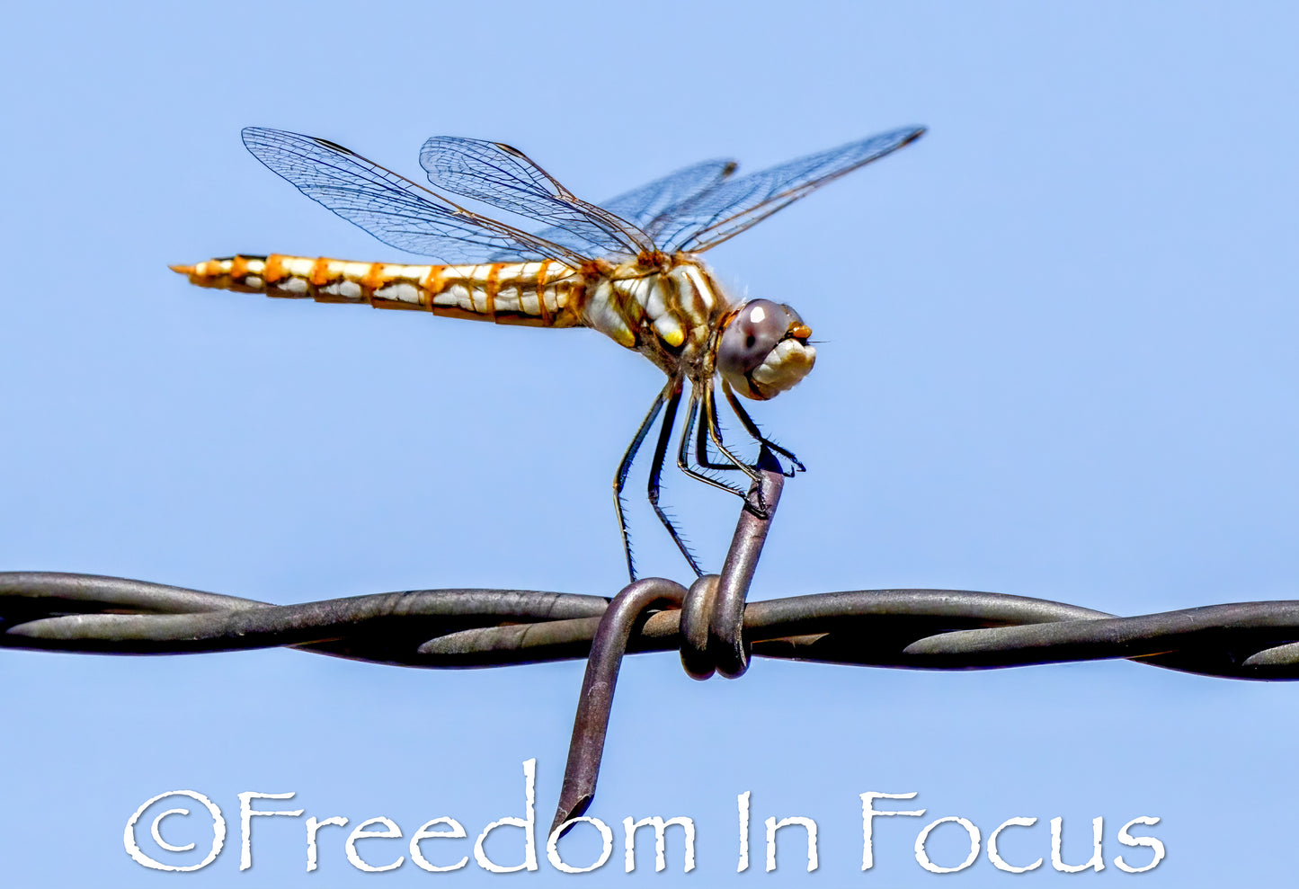 Dragon fly mending fence