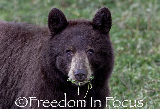 Black Bear feasting in the rain