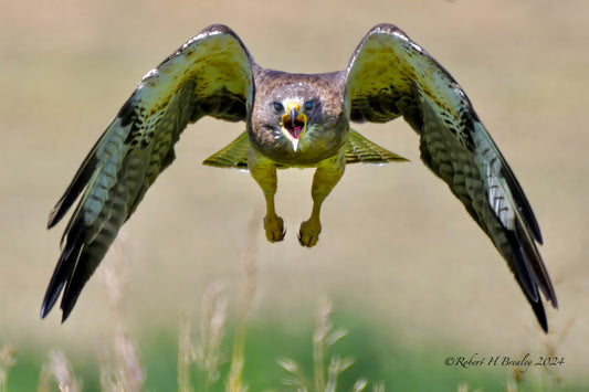 Screaming swainson's hawk