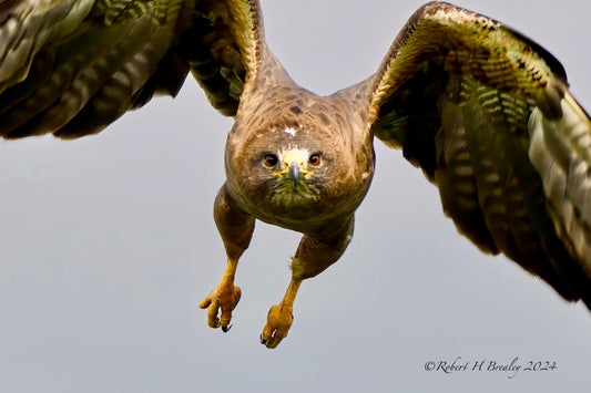 Incoming Swainson's hawk