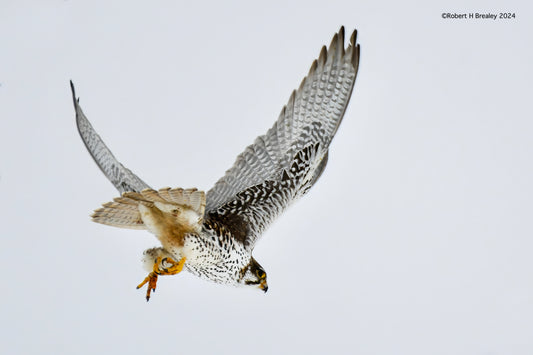 Prairie Falcon dropping in