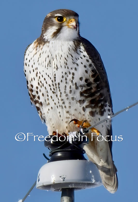 Prairie Falcon
