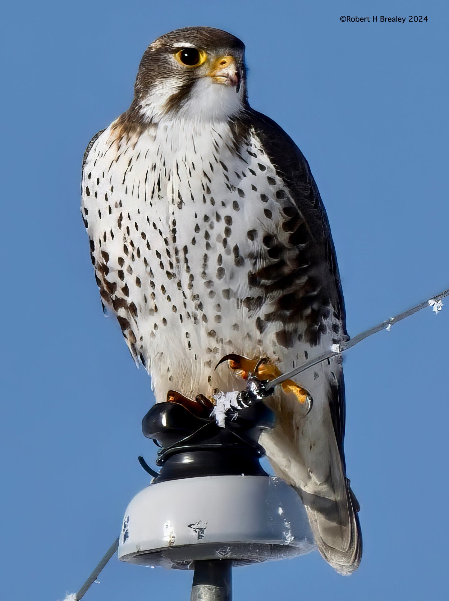 Prairie Falcon portrait