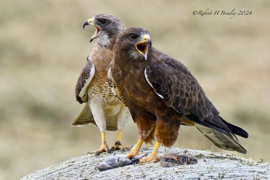 Swainson's hawk calling there young for lunch. They are try to entice there babies to fly for the first time.