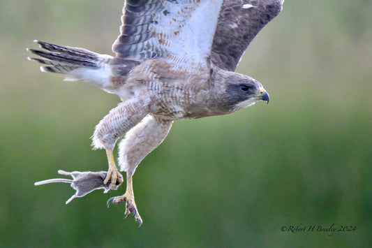 Swainson's snag