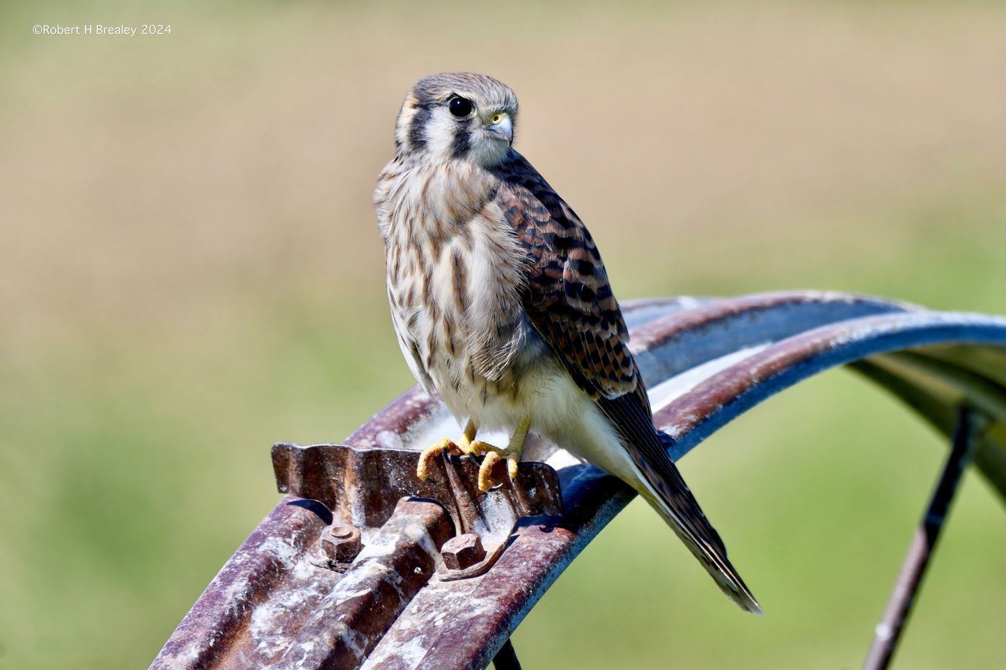 Kestrel falcon sitting pretty