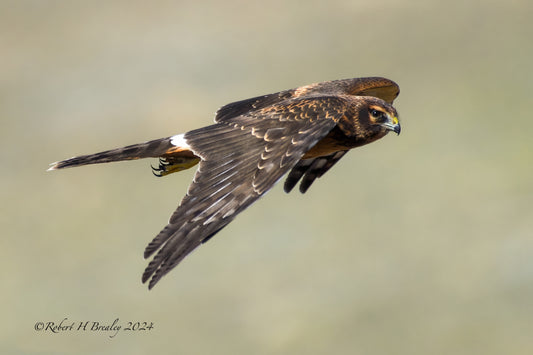 Northern Harrier hawk female on the hunt.