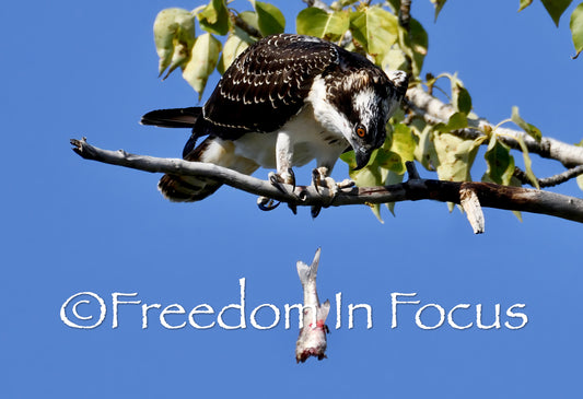 Yellowjackets ruining lunch