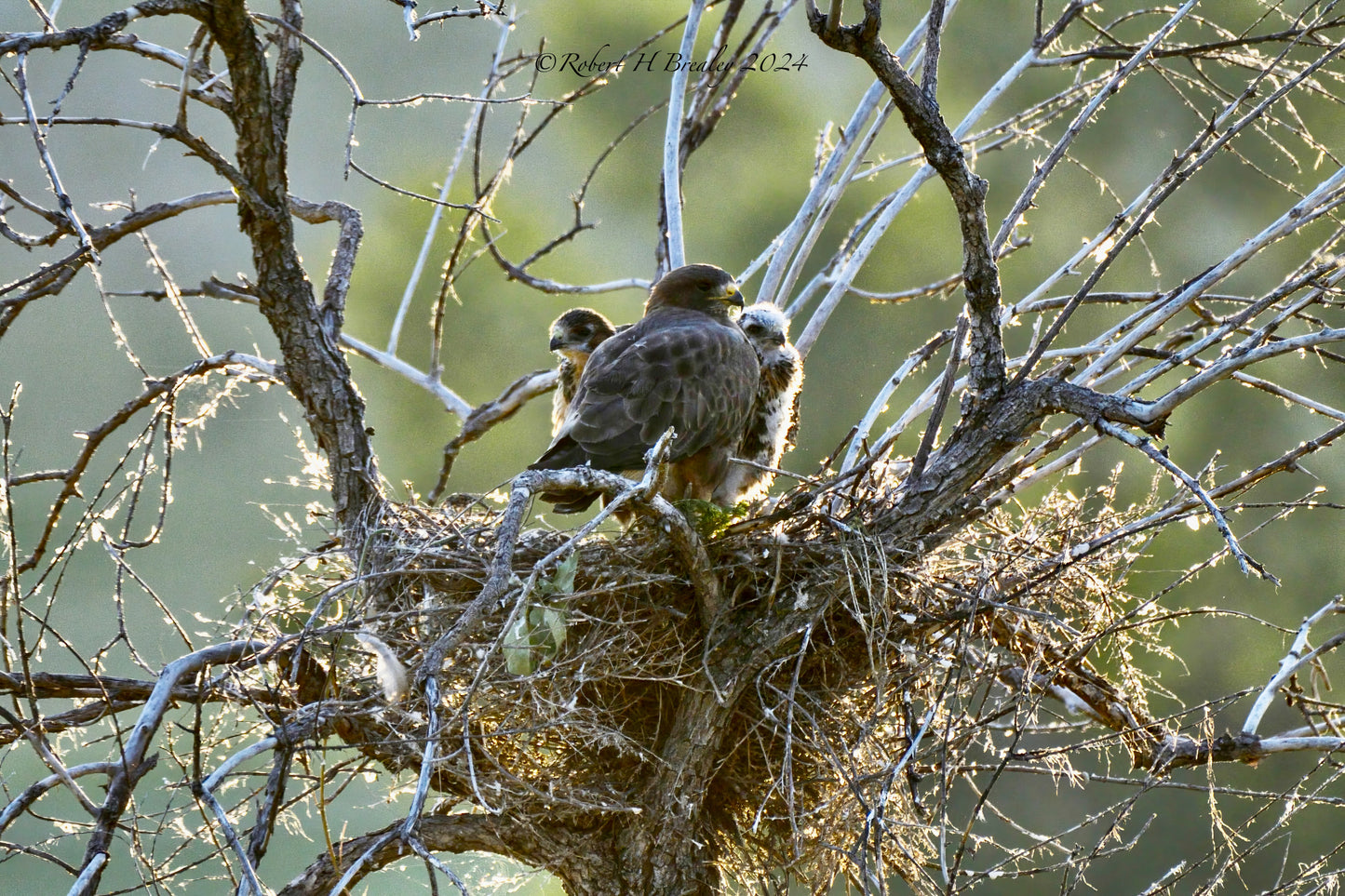 Swainson's at sunrise