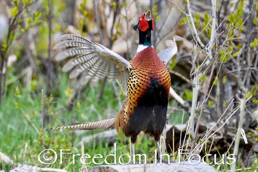 Ringneck Pheasant