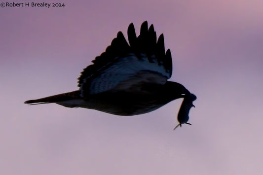 Sunset snack