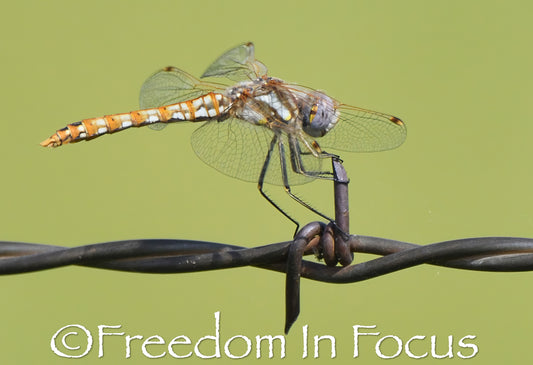 Dragon fly mending fence