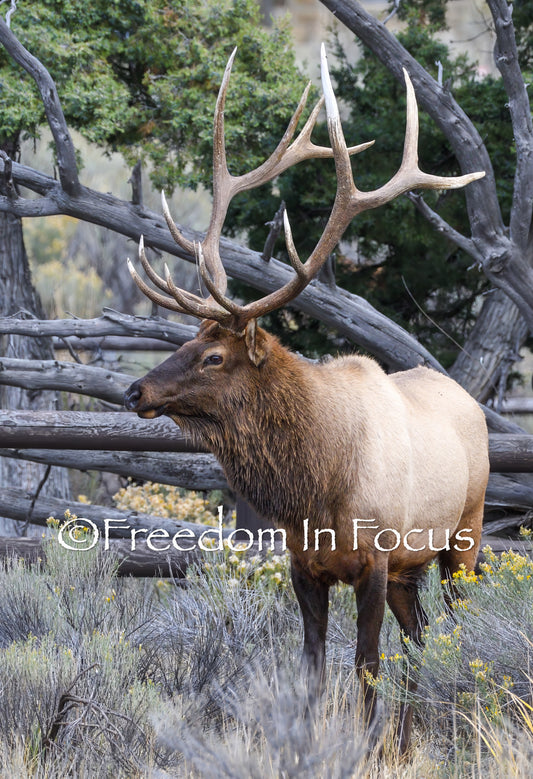 King of the mountain
