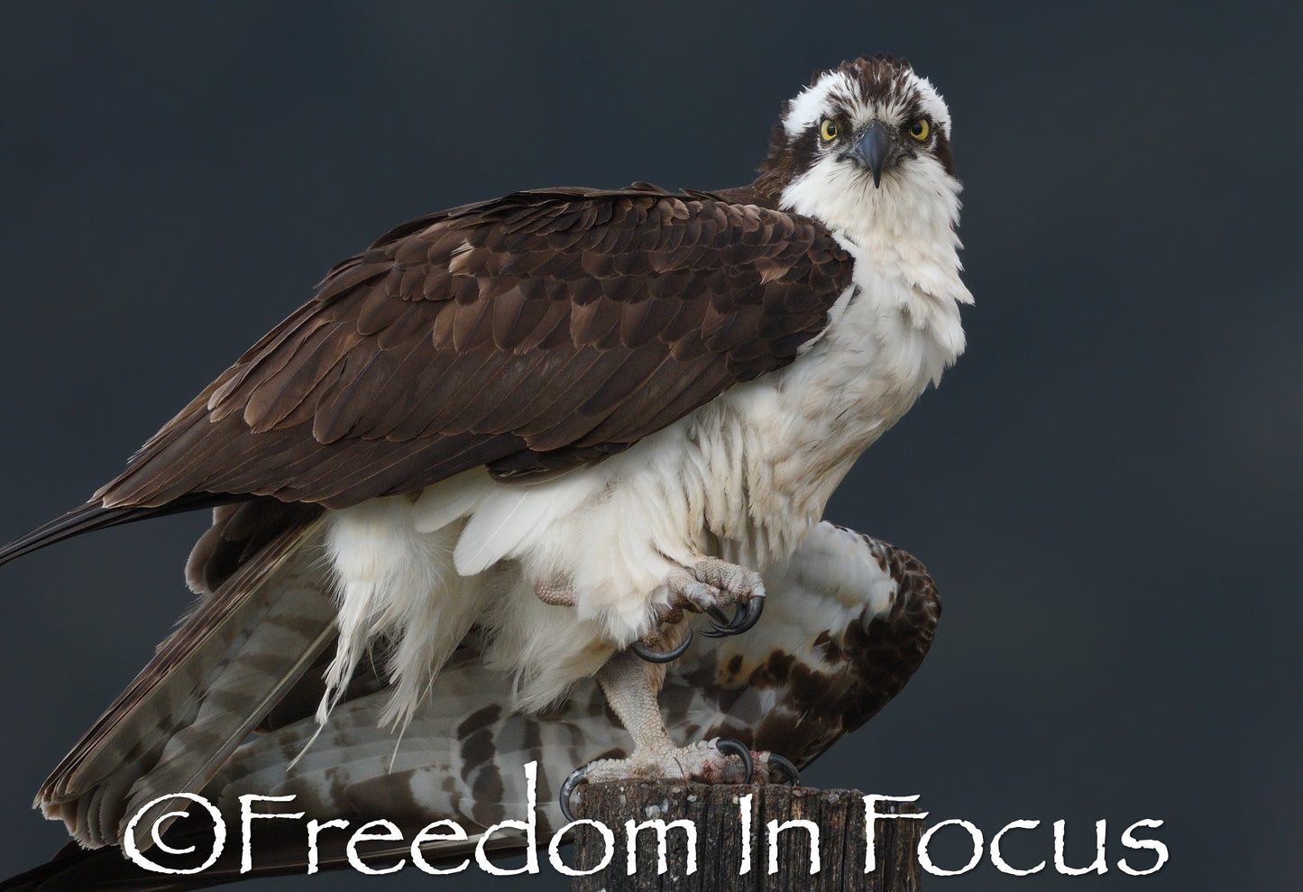 Prepared for takeoff