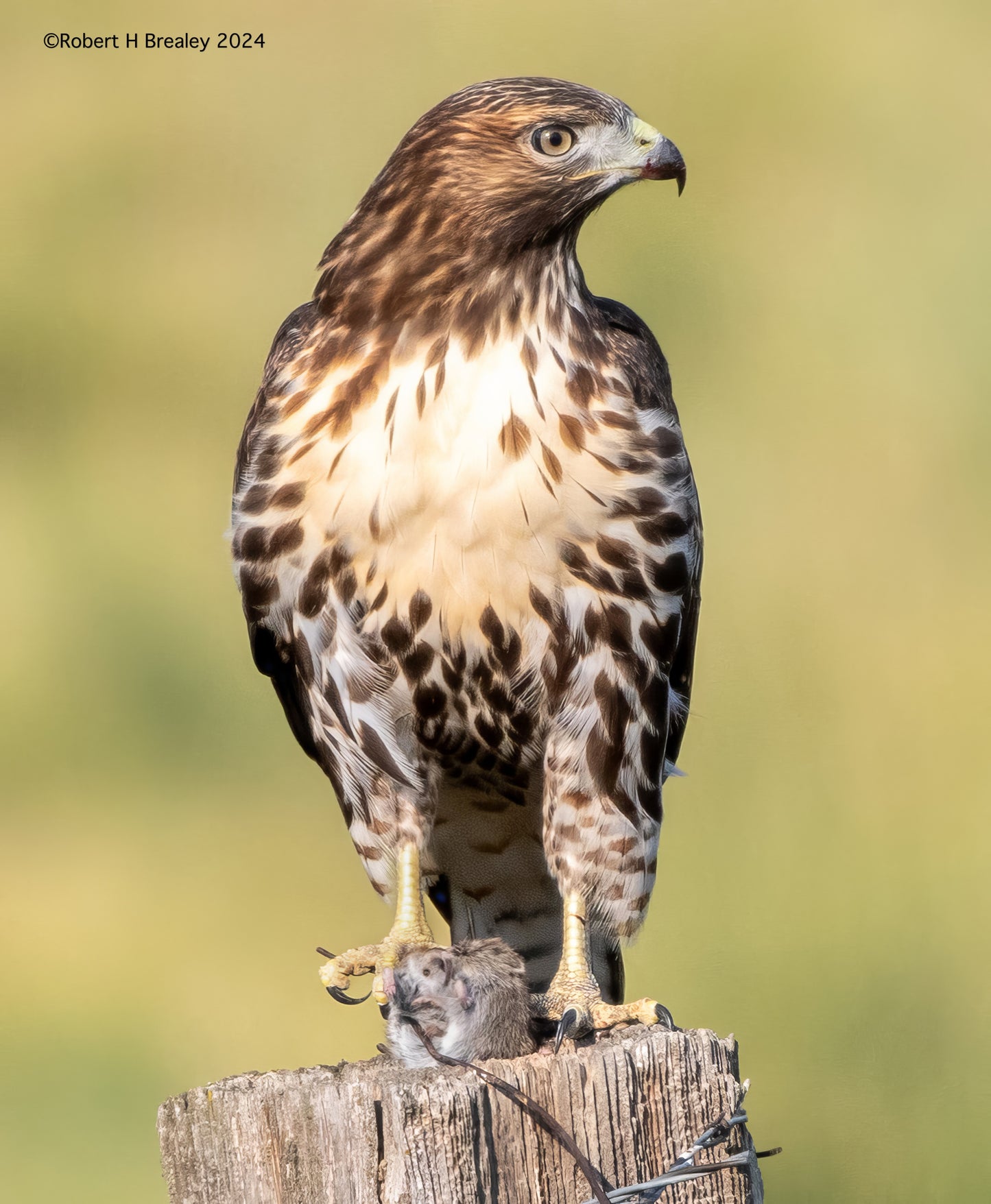 Redtail with mouse