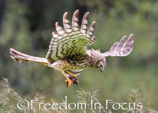 Northern Harrier feeding time