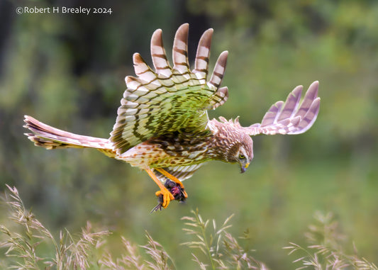 Northern Harrier feeding time