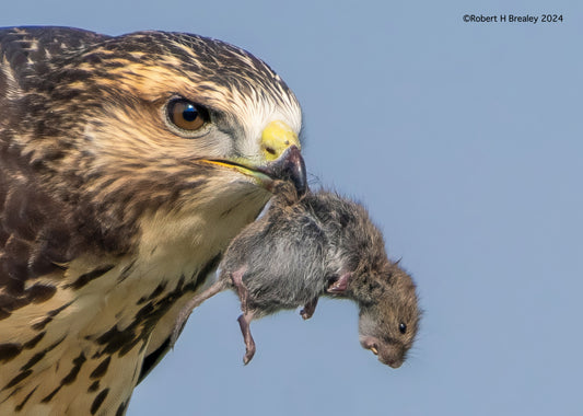 Swainsons hawk mouse