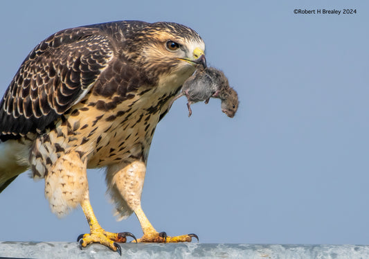 Swainson hawk mouse