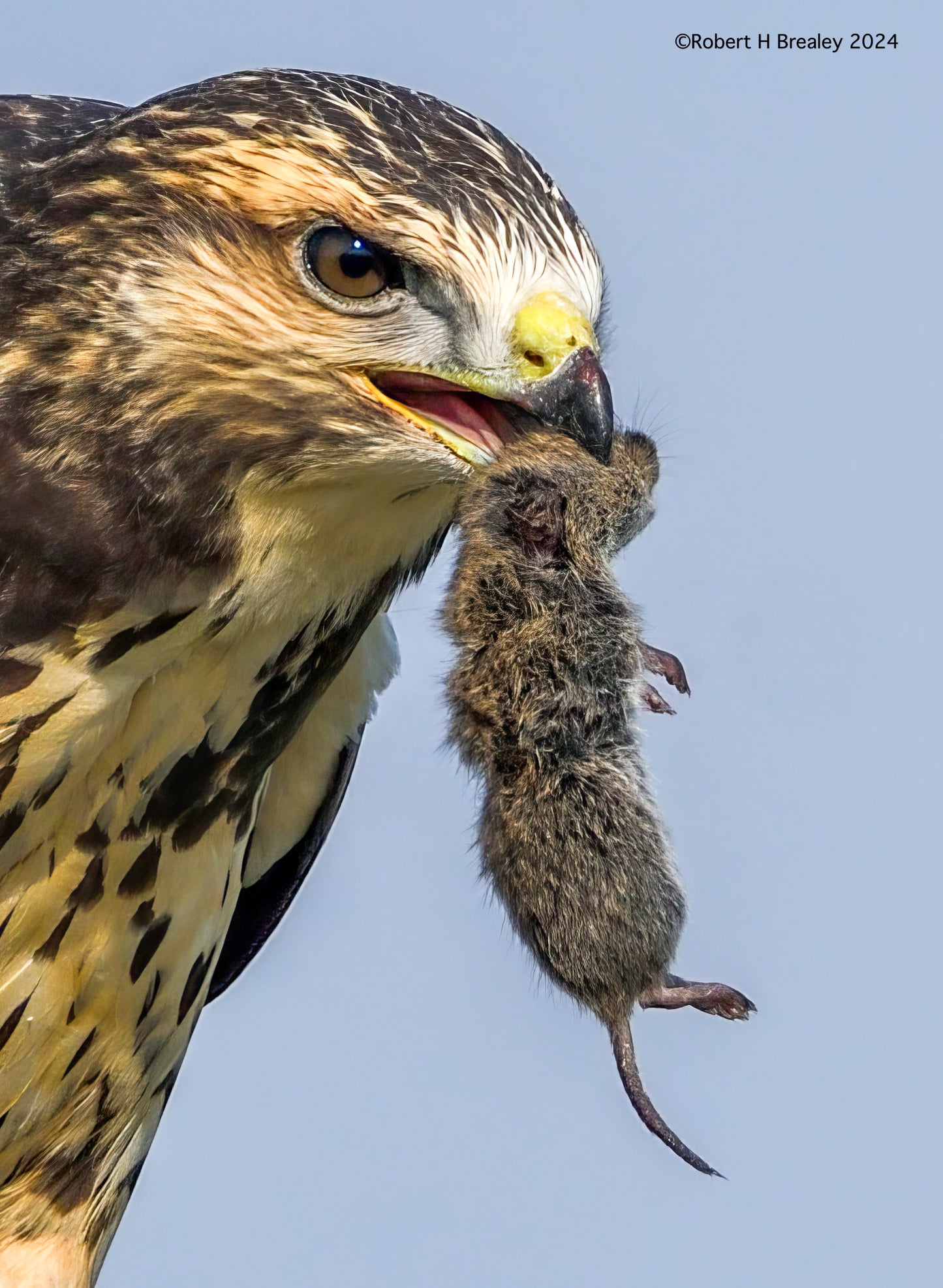 Swainson hawk mouse