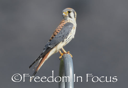 Kestrel Falcon evening hunt