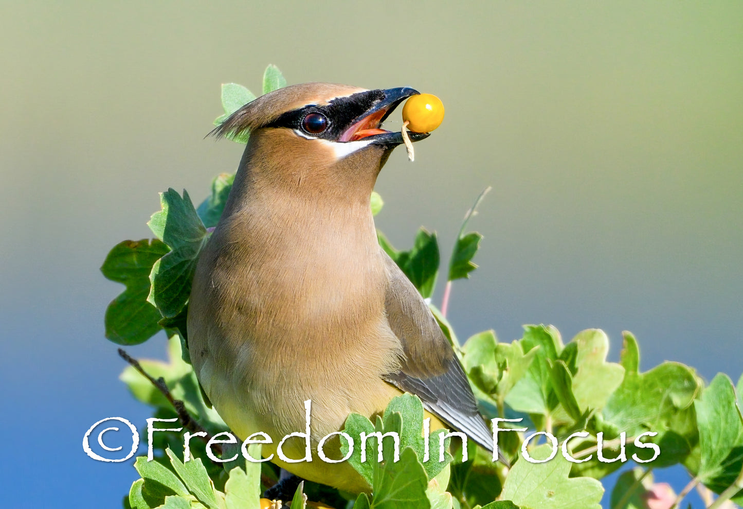 Cedar waxwing