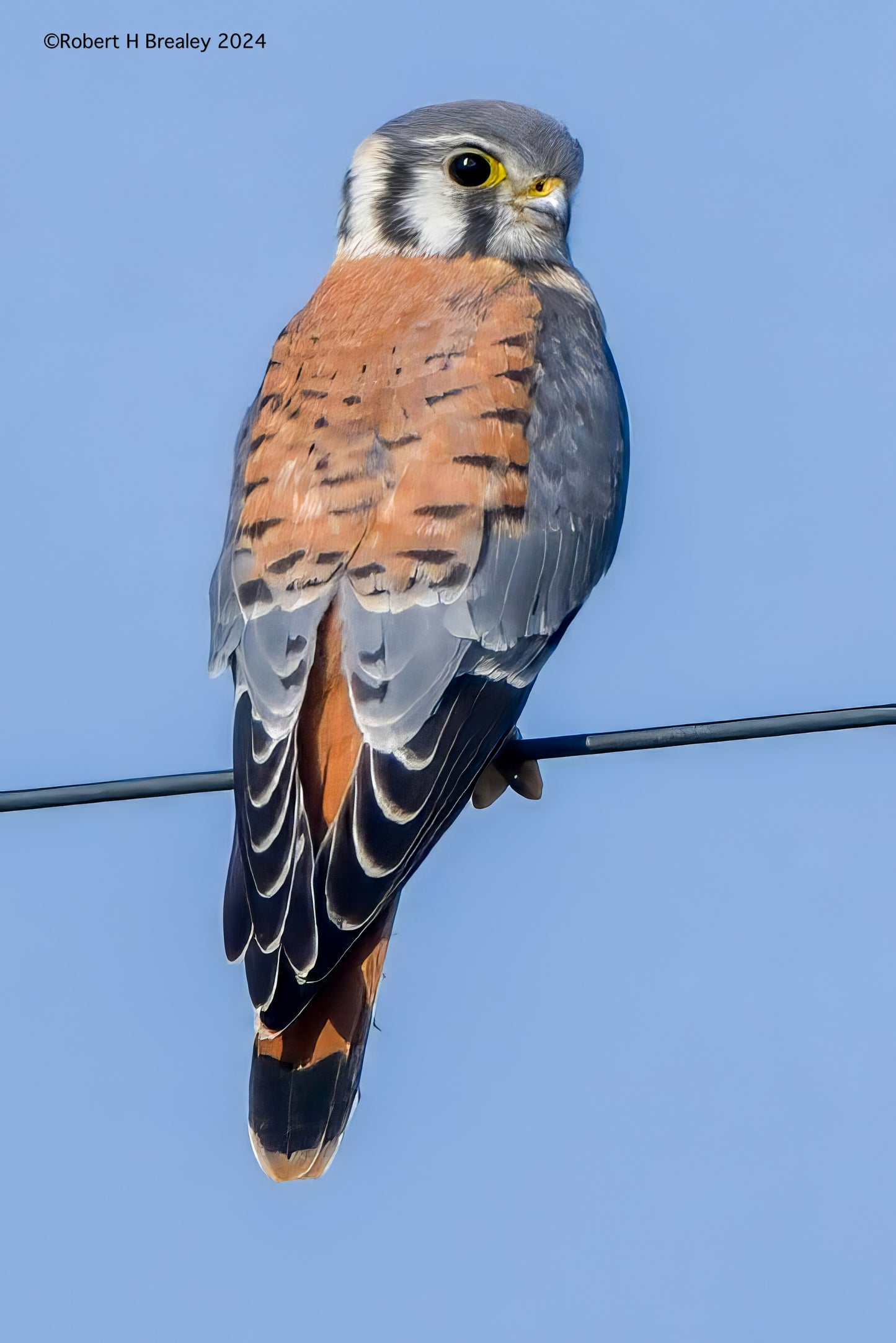 Male kestrel falcon