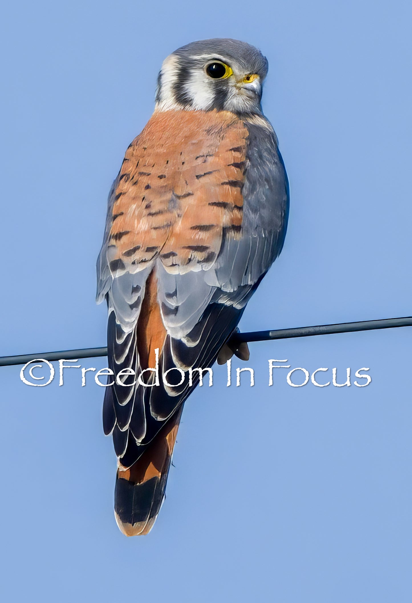 Male kestrel falcon