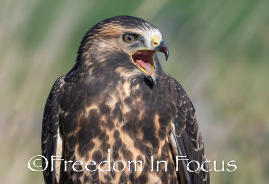 Swainsons Hawk scream