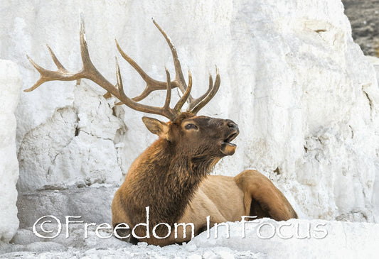 The King holding court