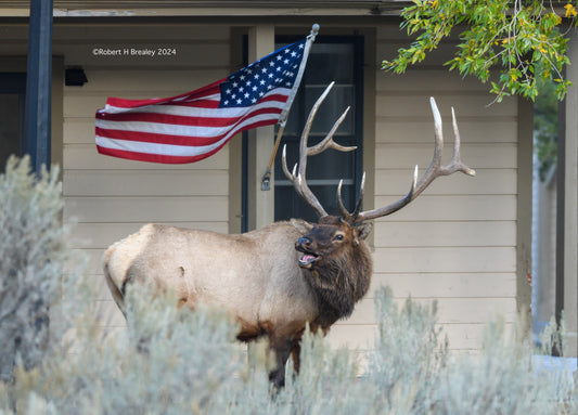 Monarch of Mammoth hot springs