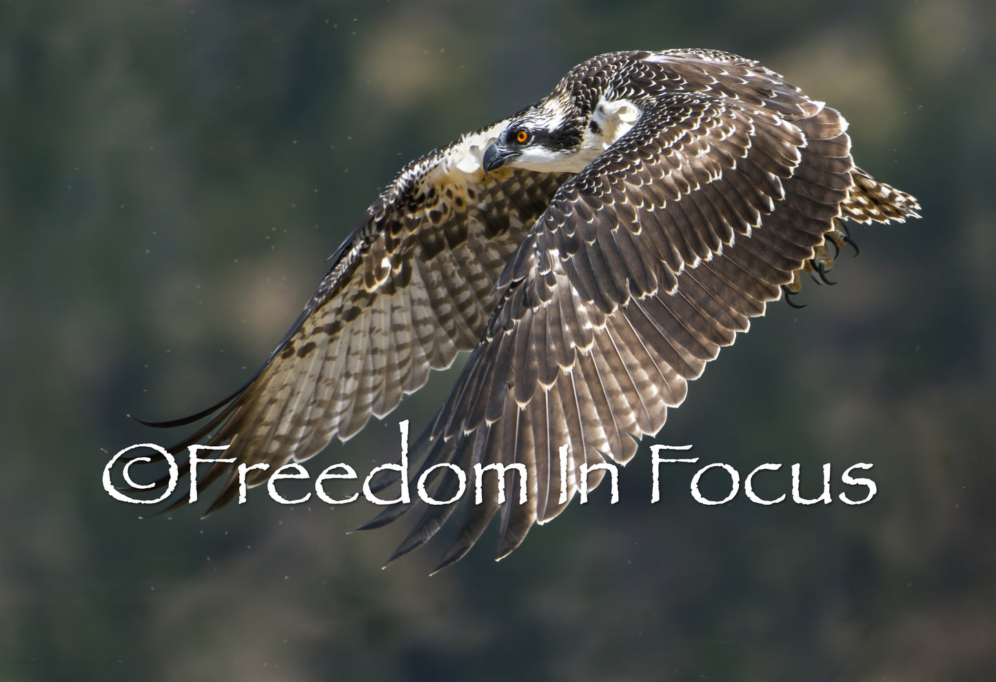 Ripping thought fly hatch